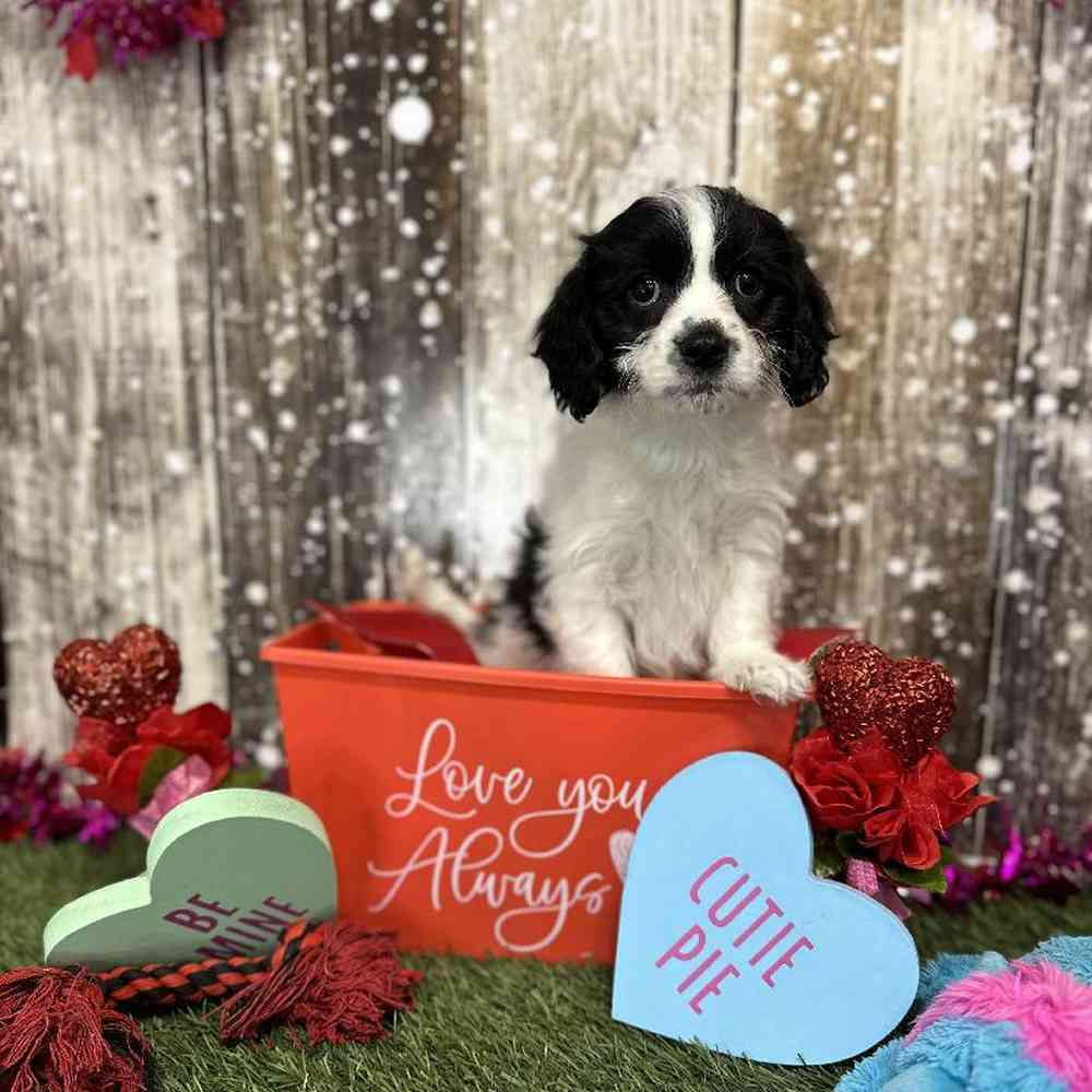 Male Cavachon Puppy for Sale in Saugus, MA
