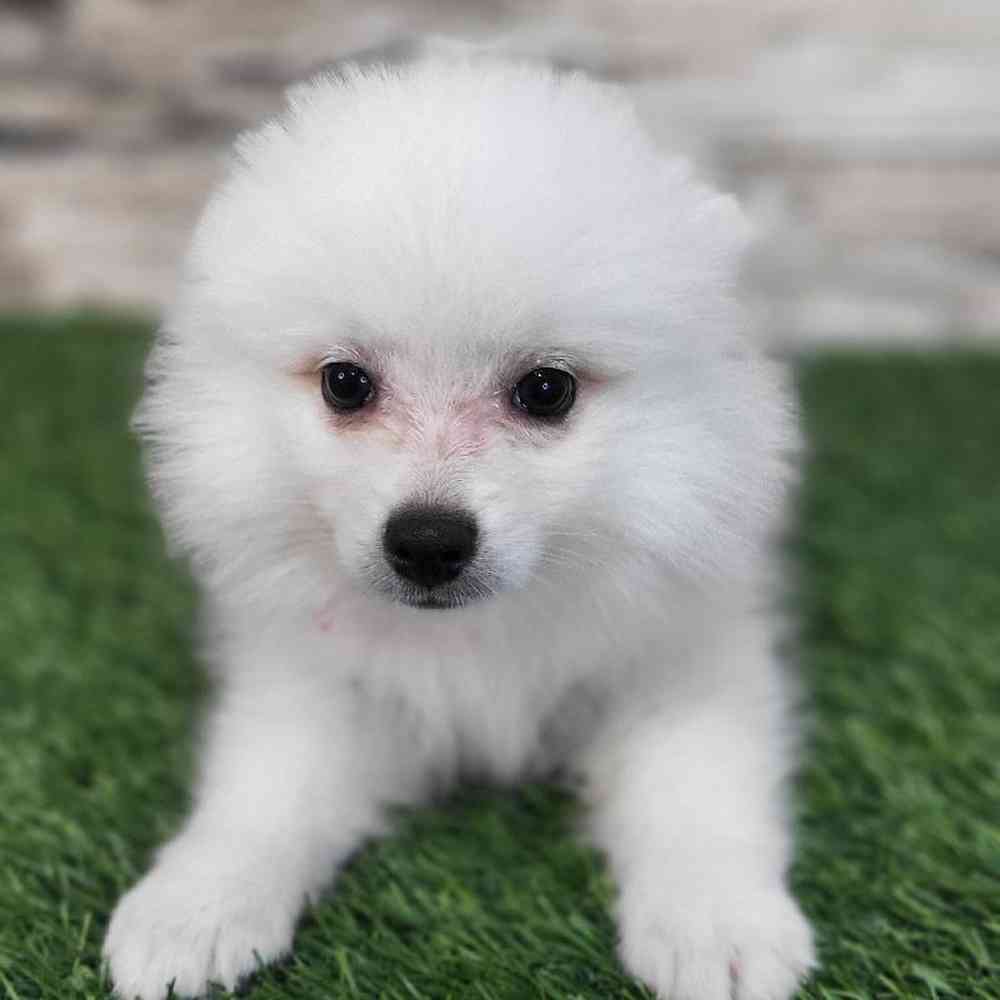 Female American Eskimo Puppy for Sale in Saugus, MA