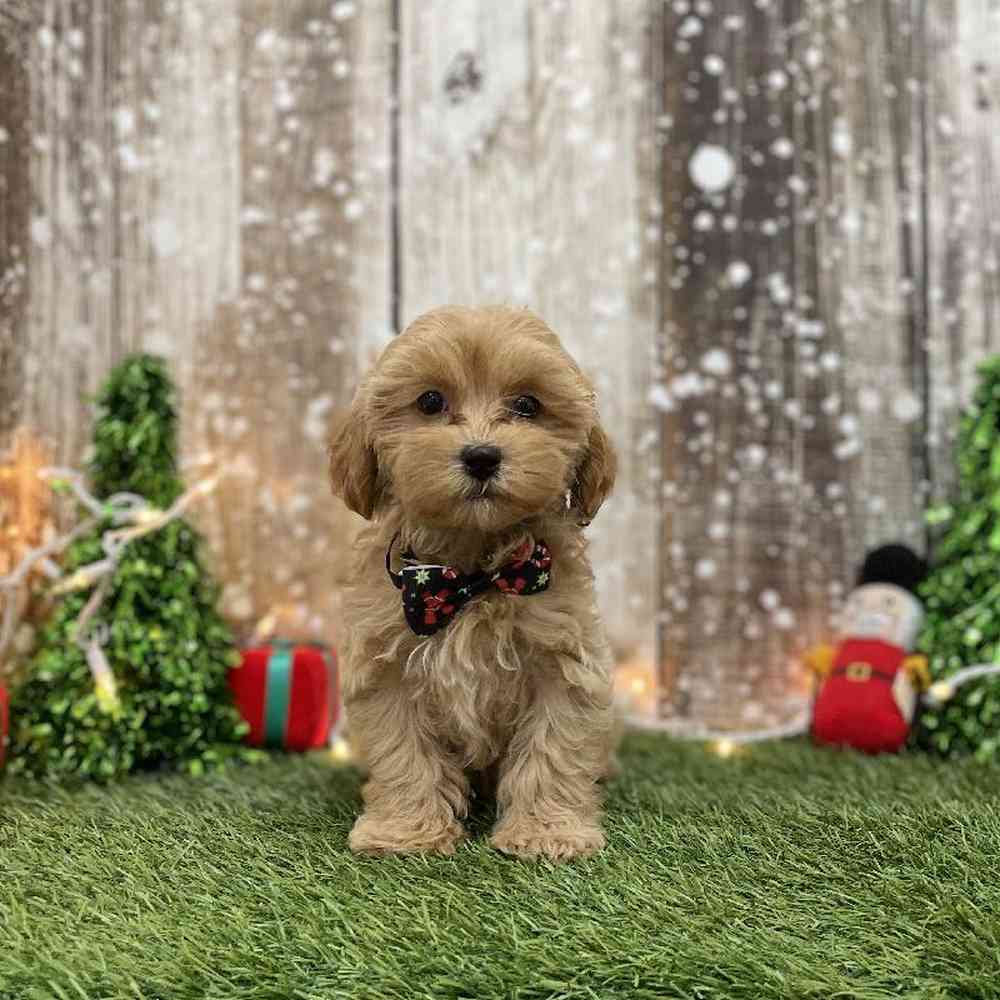 Male Shih-Poo Puppy for Sale in Braintree, MA