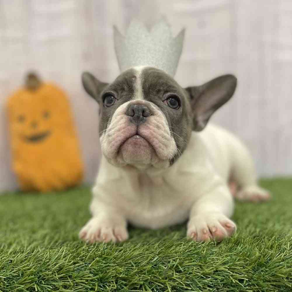 Male French Bulldog Puppy for Sale in Braintree, MA