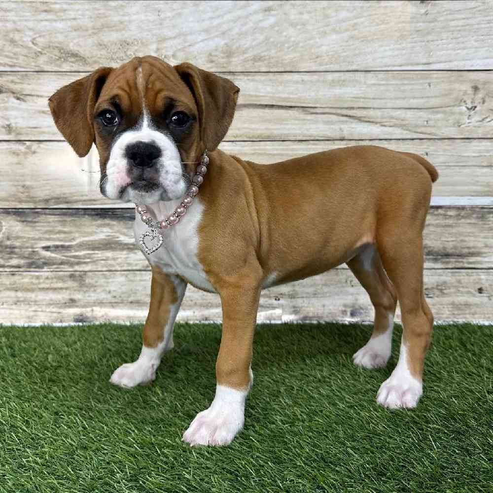 Female Boxer Puppy for Sale in Saugus, MA