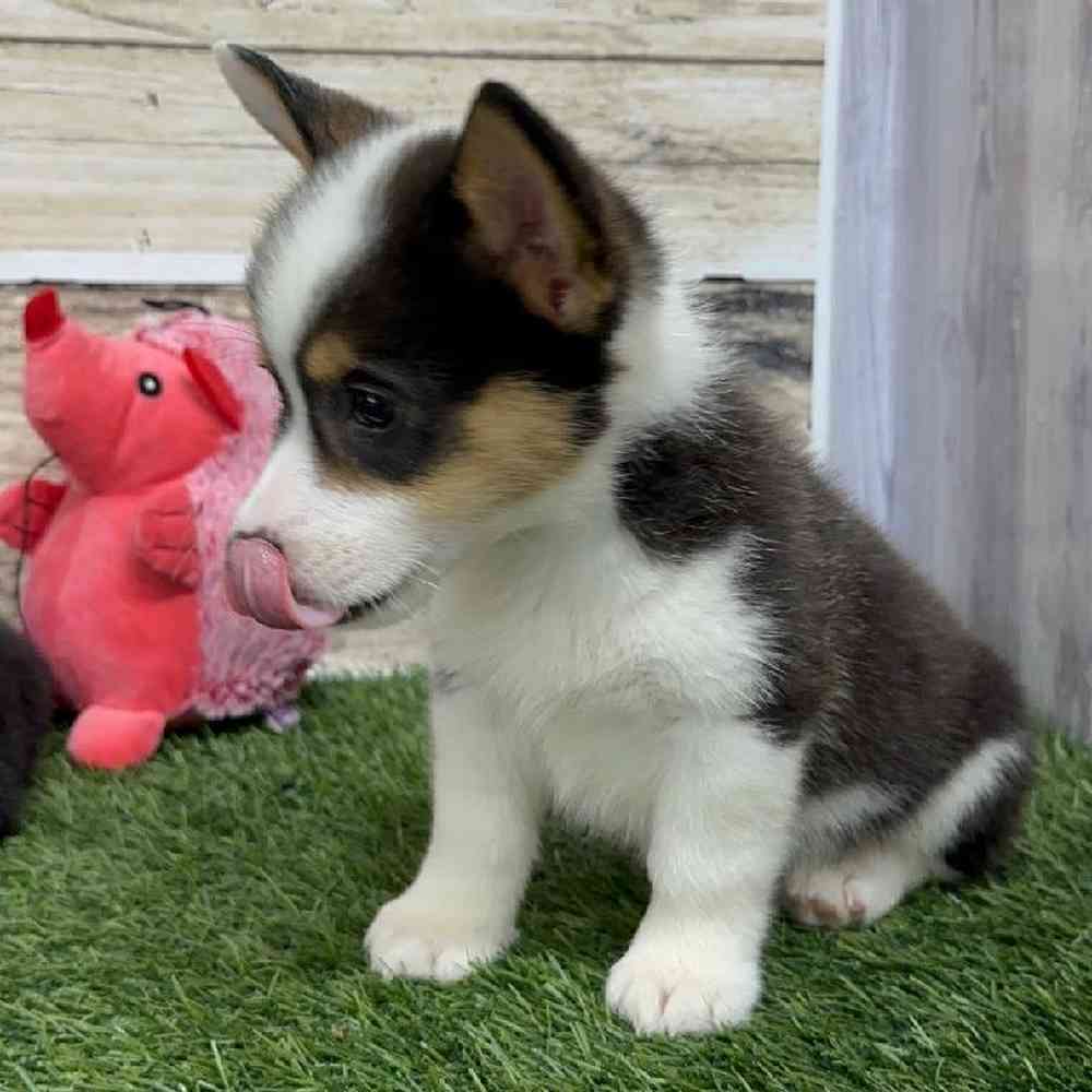 Male Pembroke Welsh Corgi Puppy for Sale in Saugus, MA