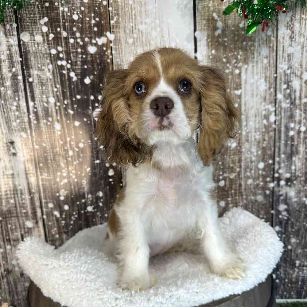 Female Cocker Spaniel Puppy for Sale in Braintree, MA