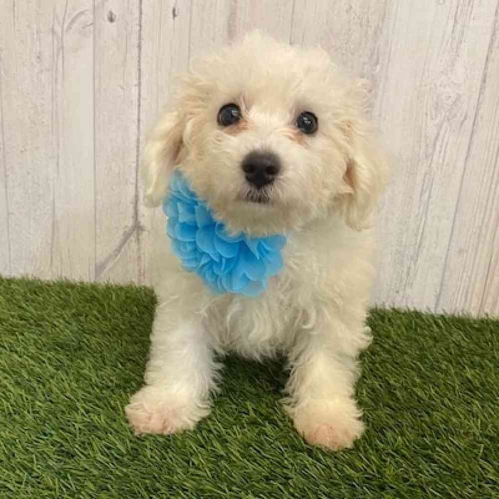 Female Bichon Frise Puppy for sale