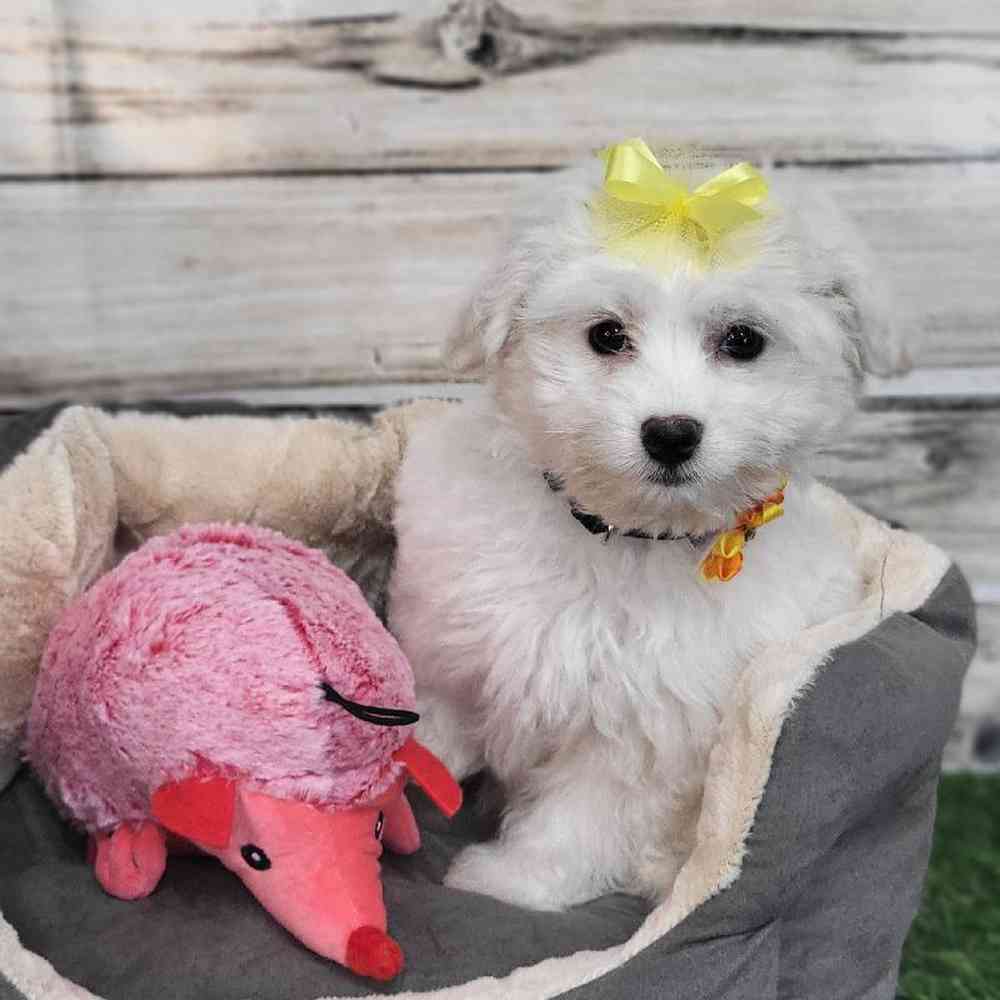 Female Coton De Tulear Puppy for Sale in Saugus, MA