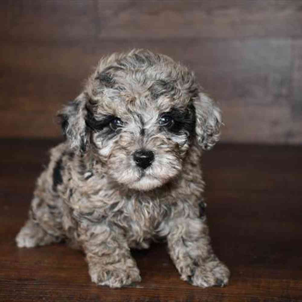 Male Poodle Toy Puppy for Sale in Braintree, MA