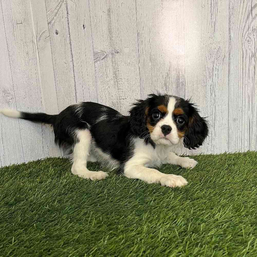 Female Cavalier King Charles Spaniel Puppy for Sale in Saugus, MA