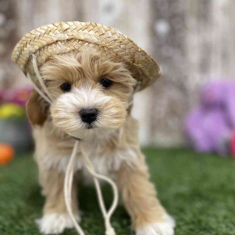 Female Lhasa-Poo Puppy for Sale in Braintree, MA