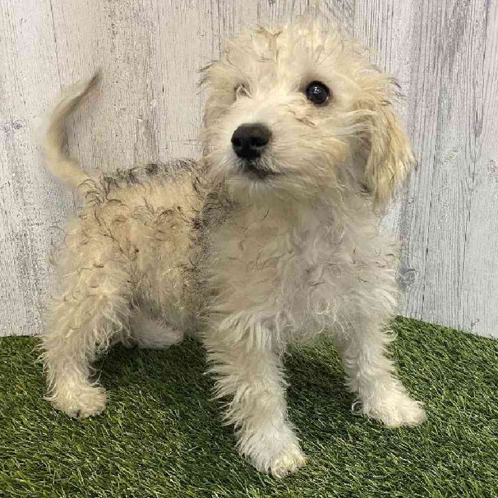 Male Chonzer (Bichon/Min Schnauzer) Puppy for sale