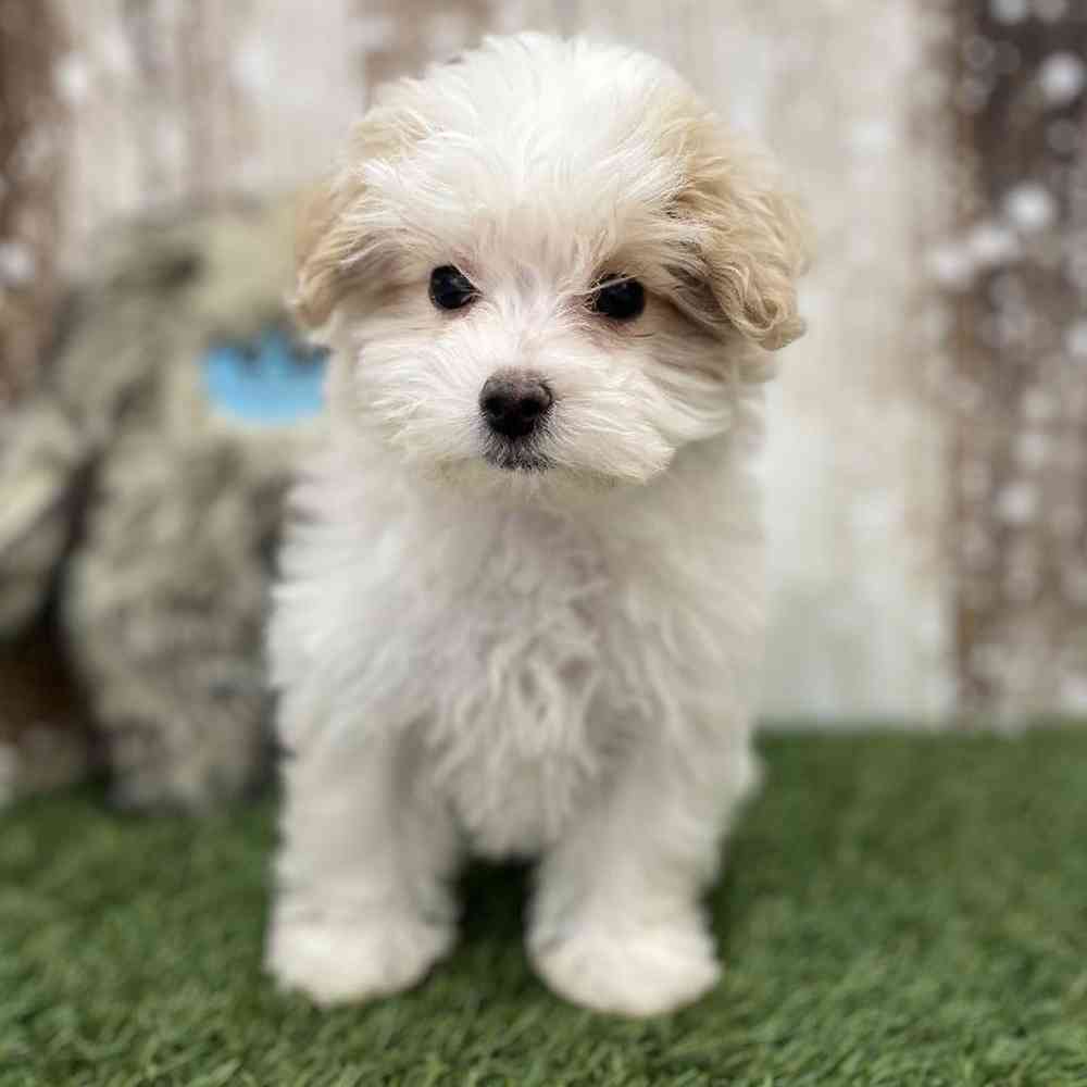 Female Malti-Poo Puppy for Sale in Braintree, MA