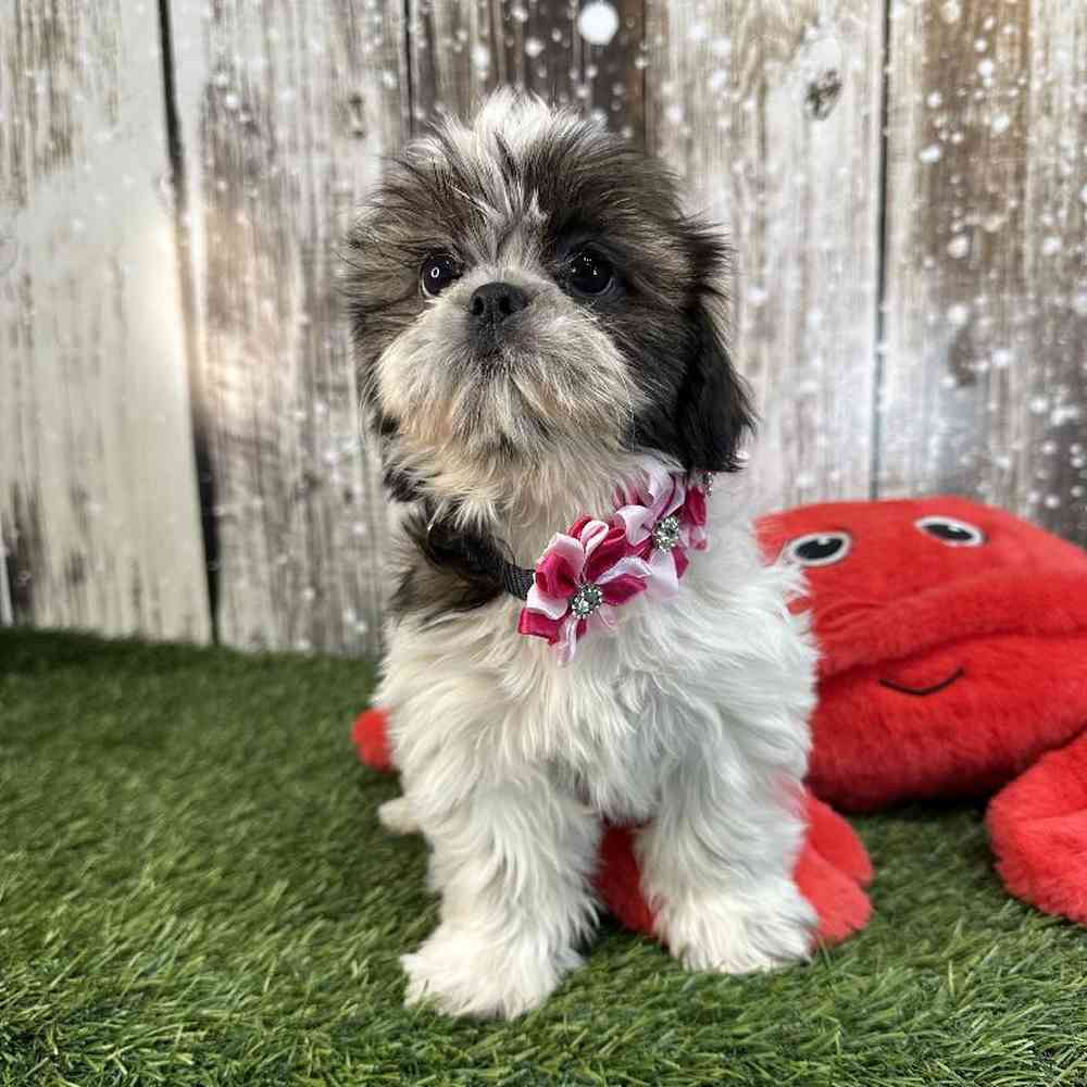 Female Shih Tzu Puppy for Sale in Saugus, MA