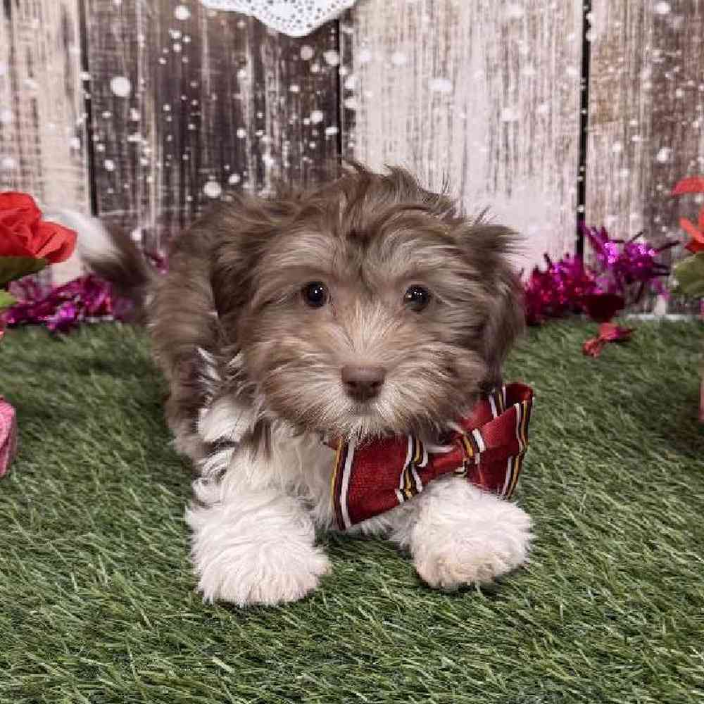 Male Havanese Puppy for Sale in Saugus, MA