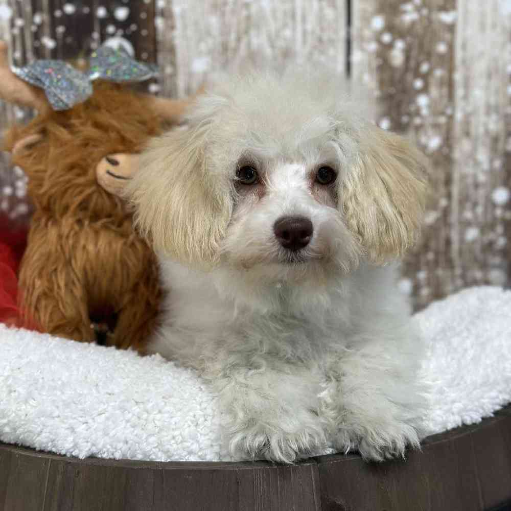 Female Mini NewfyPoo Puppy for Sale in Saugus, MA