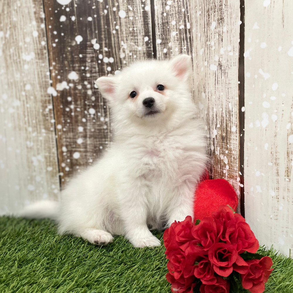 Female American Eskimo Puppy for Sale in Braintree, MA