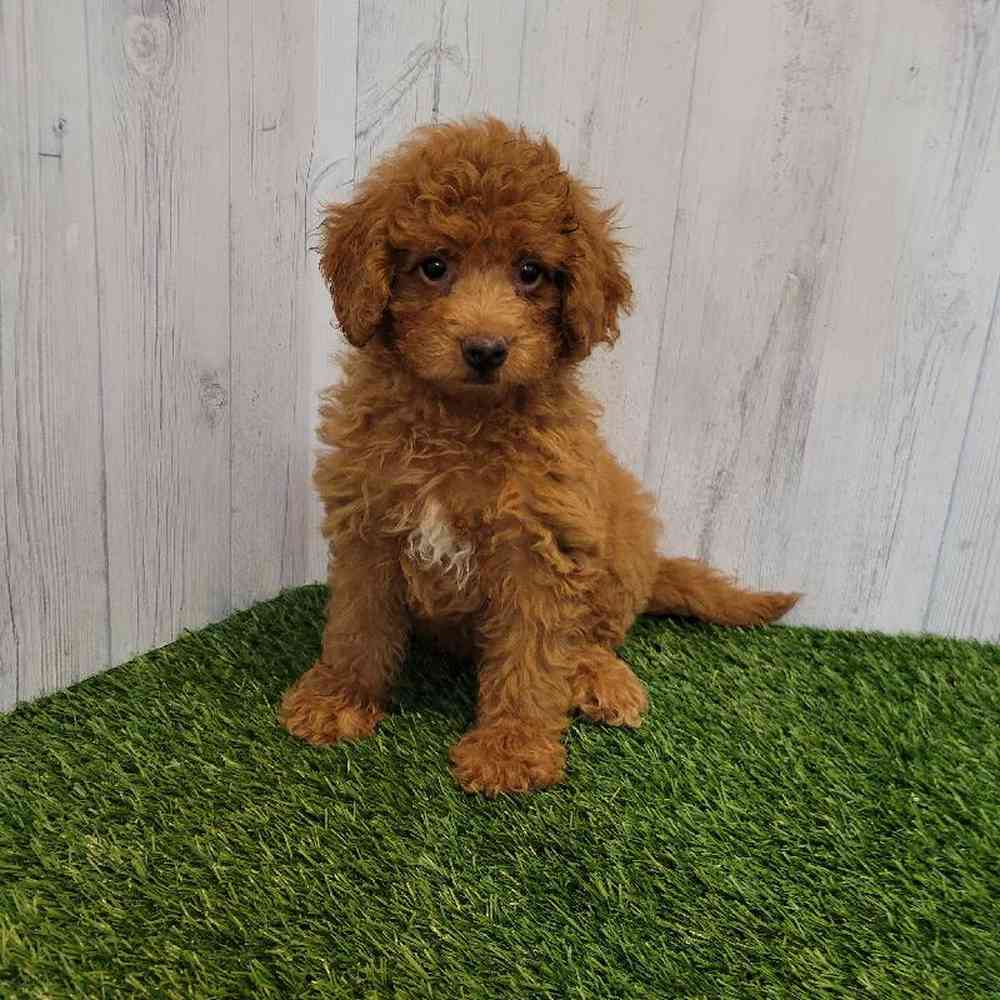 Female Mini Goldendoodle Puppy for sale