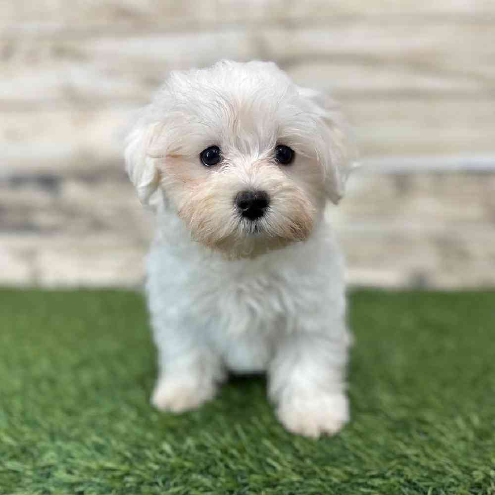 Male Maltese Puppy for Sale in Saugus, MA