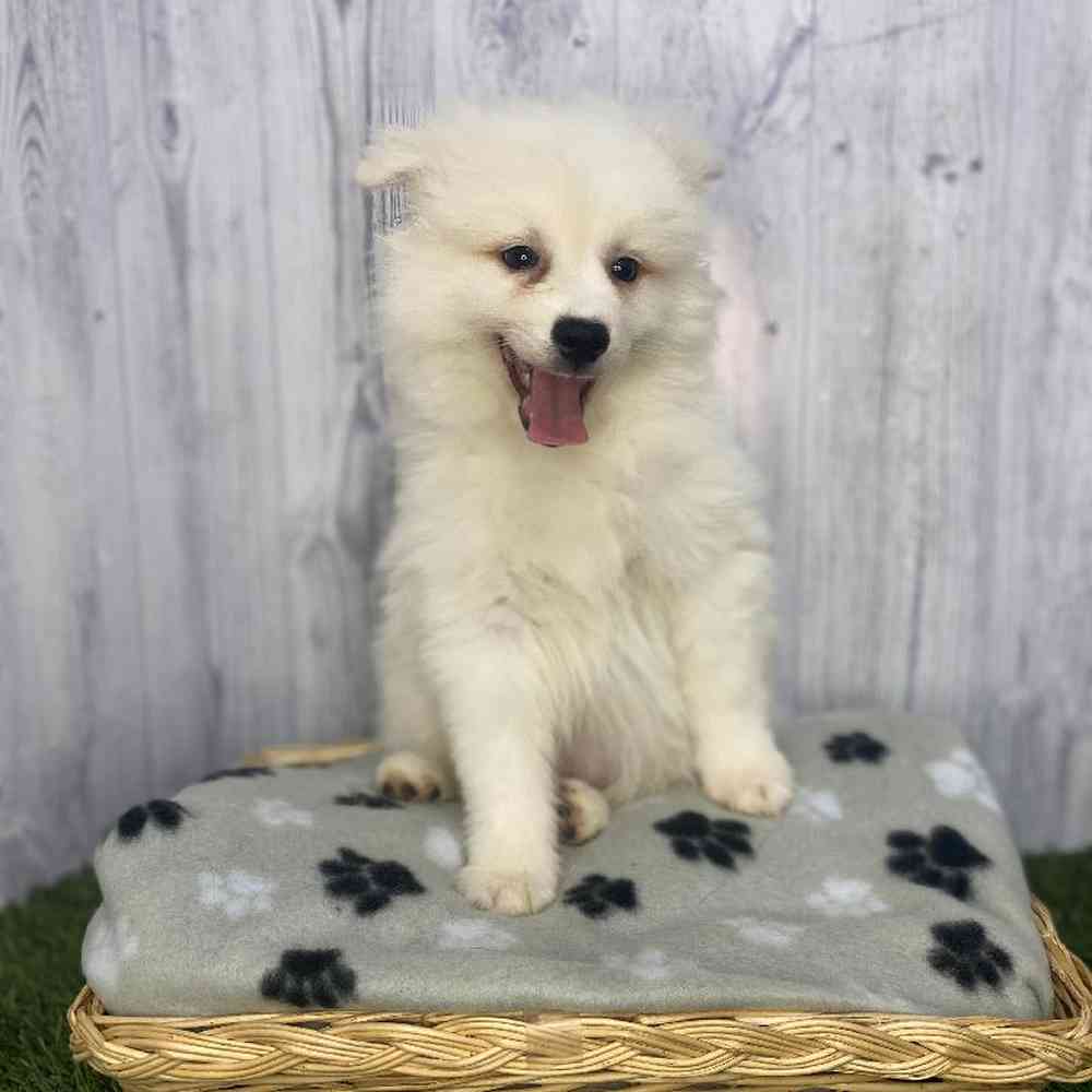 Male American Eskimo Puppy for Sale in Saugus, MA