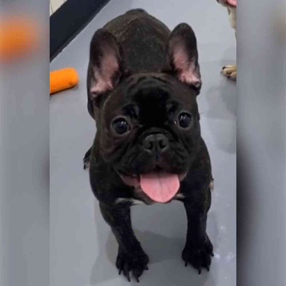 Female French Bulldog Puppy for Sale in Saugus, MA