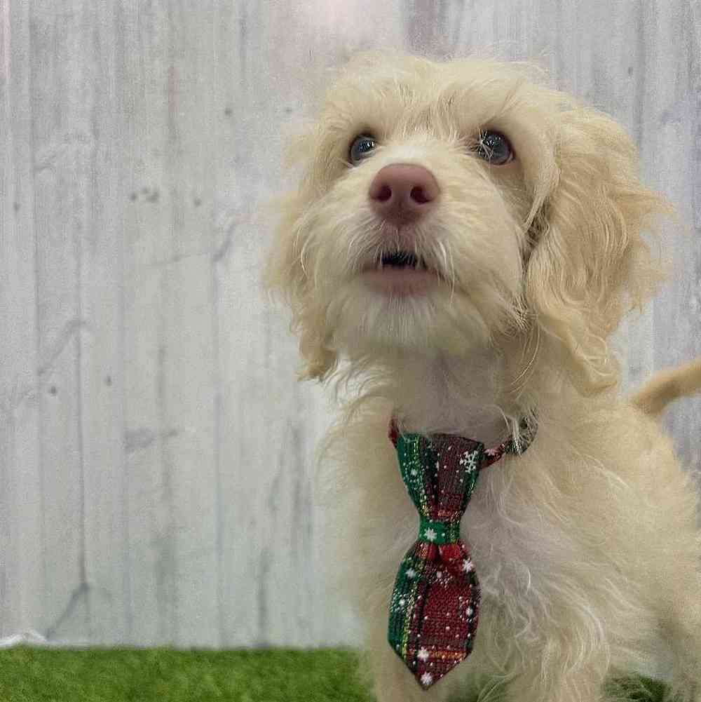 Male Cockapoo Puppy for Sale in Braintree, MA