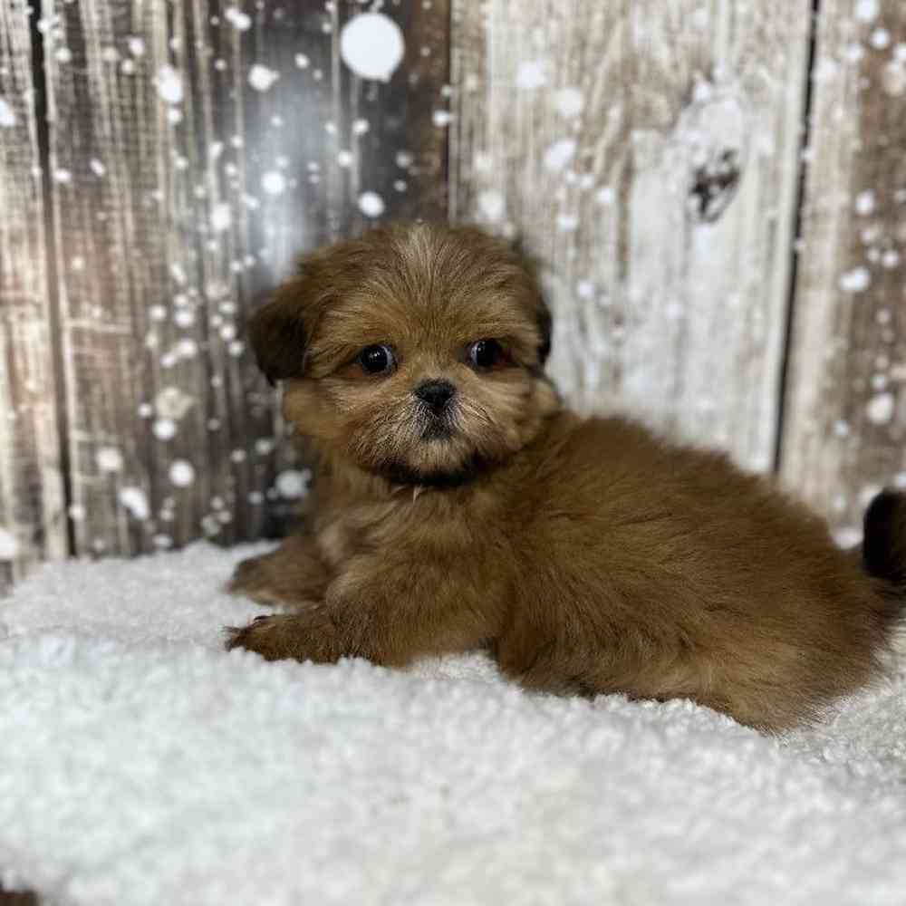 Male Shih Tzu Puppy for Sale in Saugus, MA