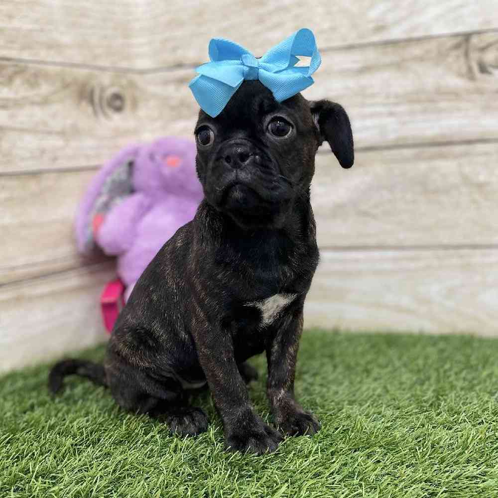 Female Bugg Puppy for Sale in Braintree, MA