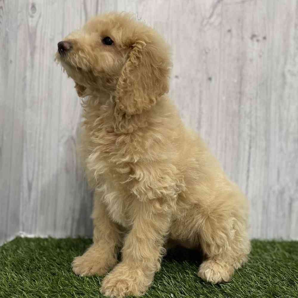 Female Mini Goldendoodle Puppy for Sale in Braintree, MA