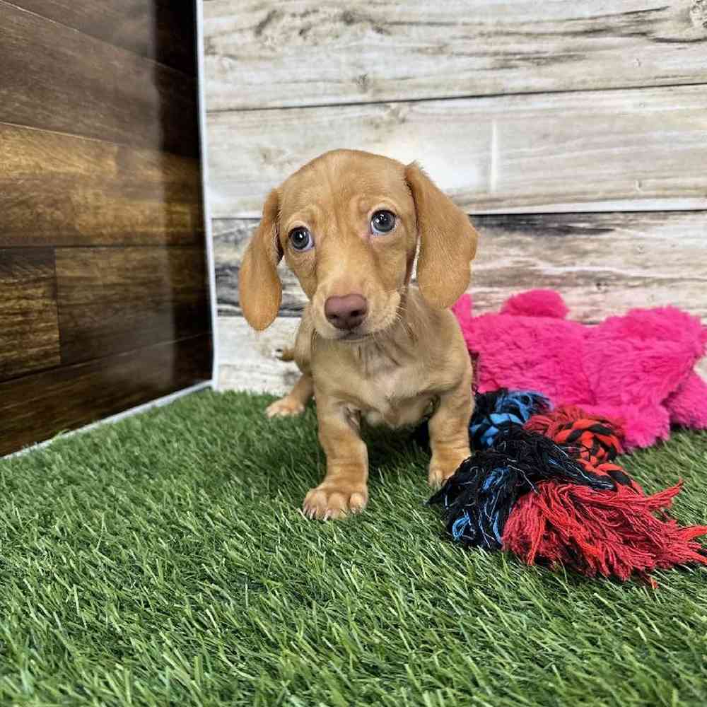 Male Dachshund Puppy for Sale in Saugus, MA