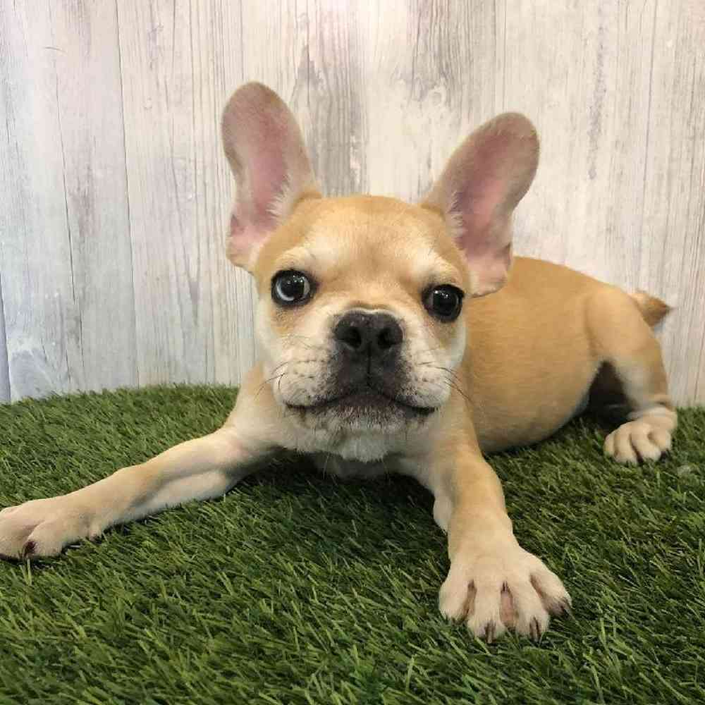 Male French Bulldog Puppy for sale