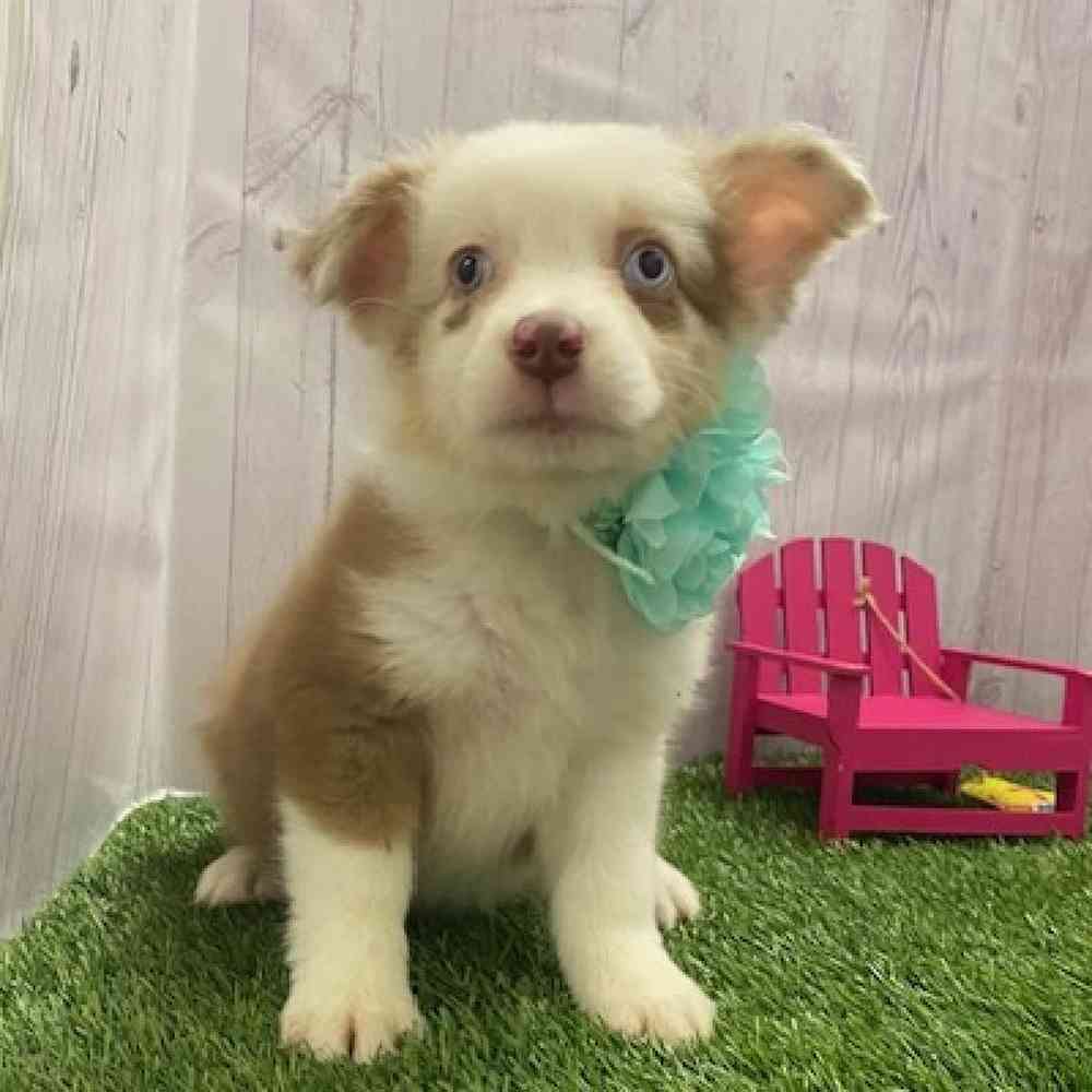 Female Australian Shepherd Puppy for Sale in Braintree, MA
