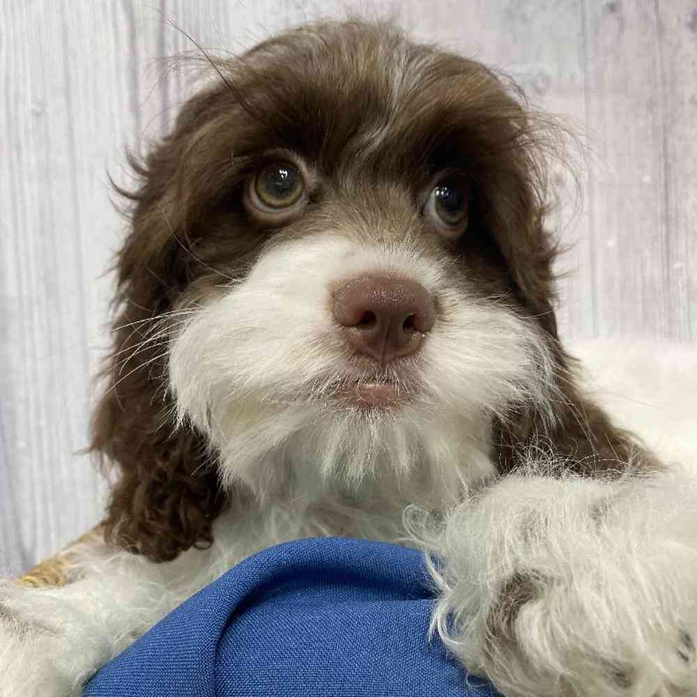 Male Cockapoo Puppy for Sale in Saugus, MA