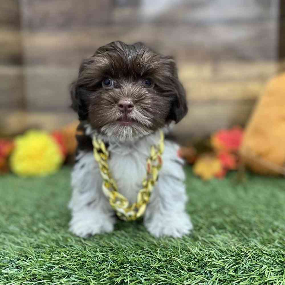Male Havanese Puppy for Sale in Braintree, MA