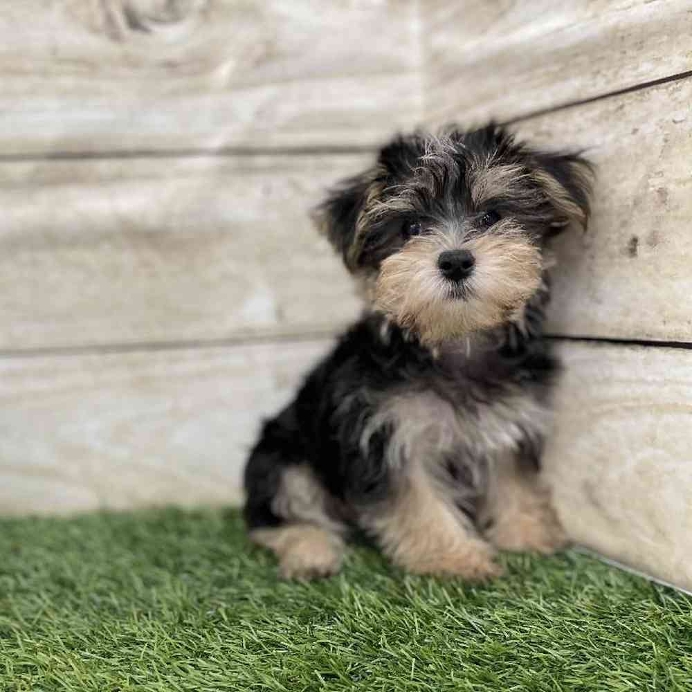 Male Morkie Puppy for Sale in Braintree, MA