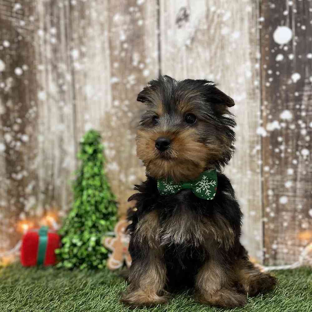 Male Silky Terrier Puppy for Sale in Braintree, MA