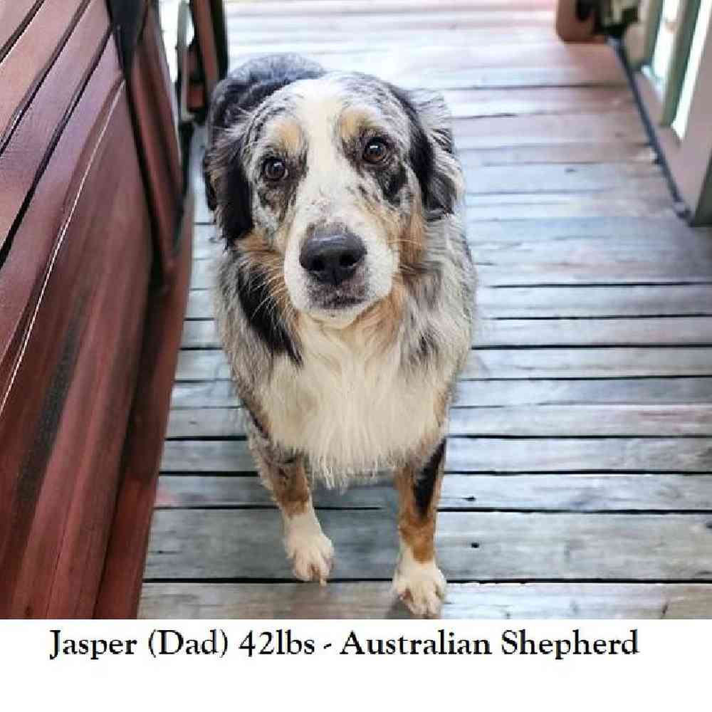 Male Australian Boxherd Puppy for Sale in Braintree, MA