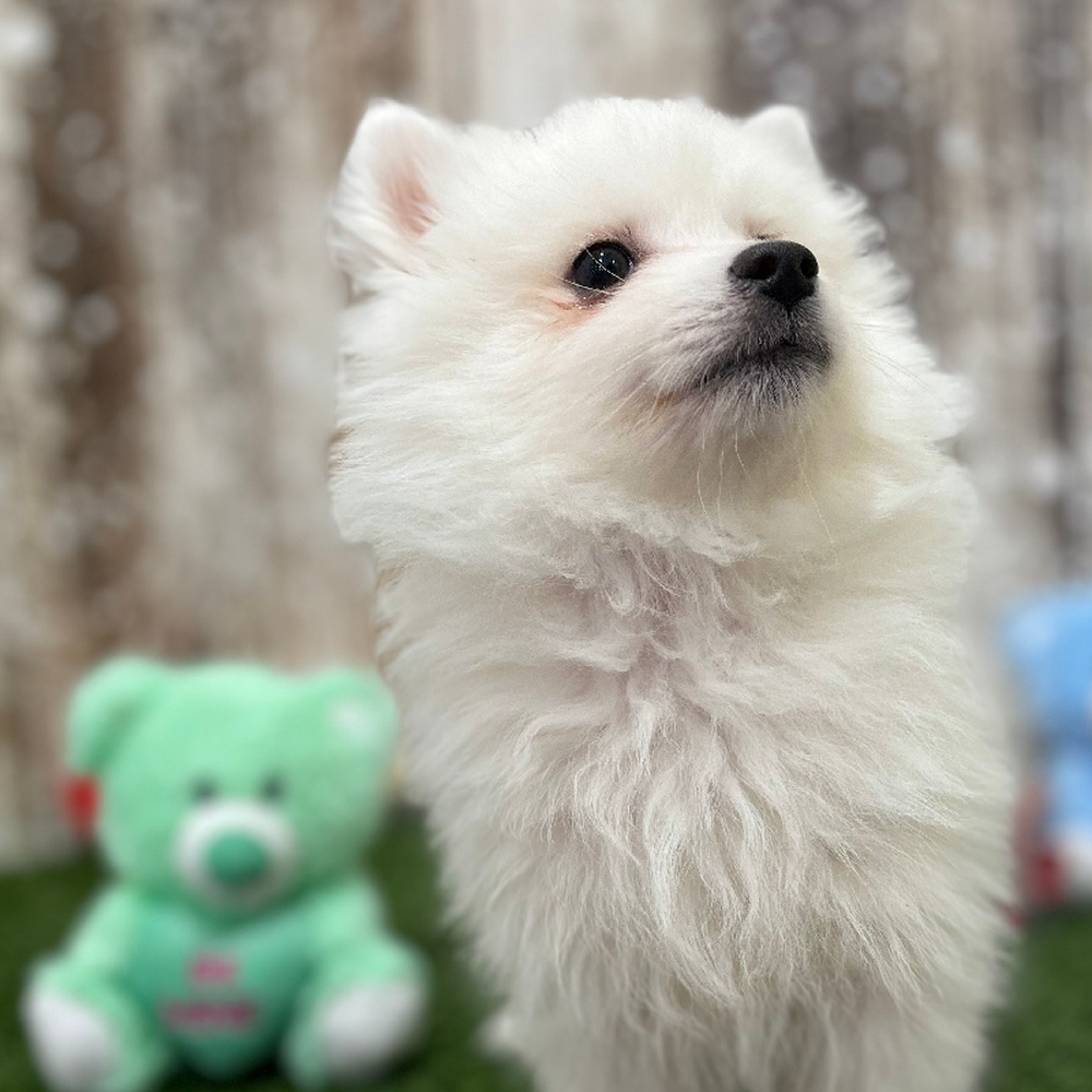 Female American Eskimo Puppy for Sale in Braintree, MA