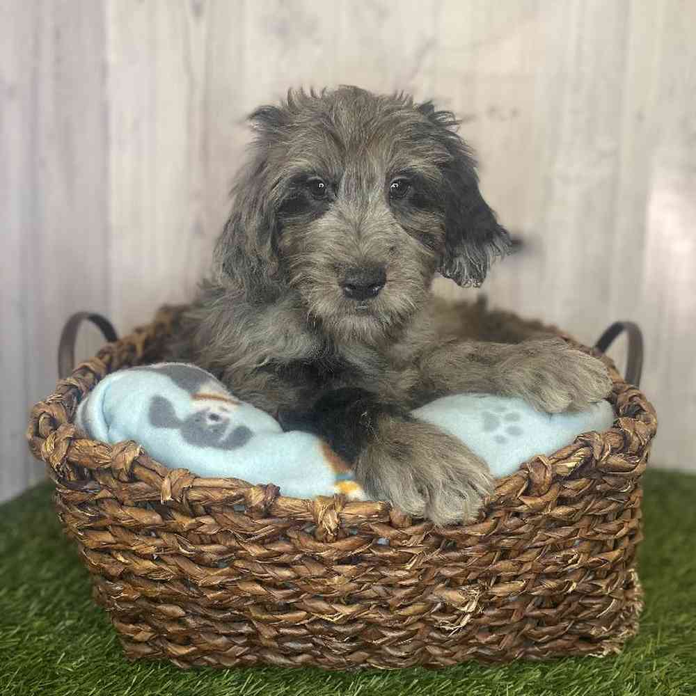 Male Moyen Goldendoodle Puppy for Sale in Saugus, MA