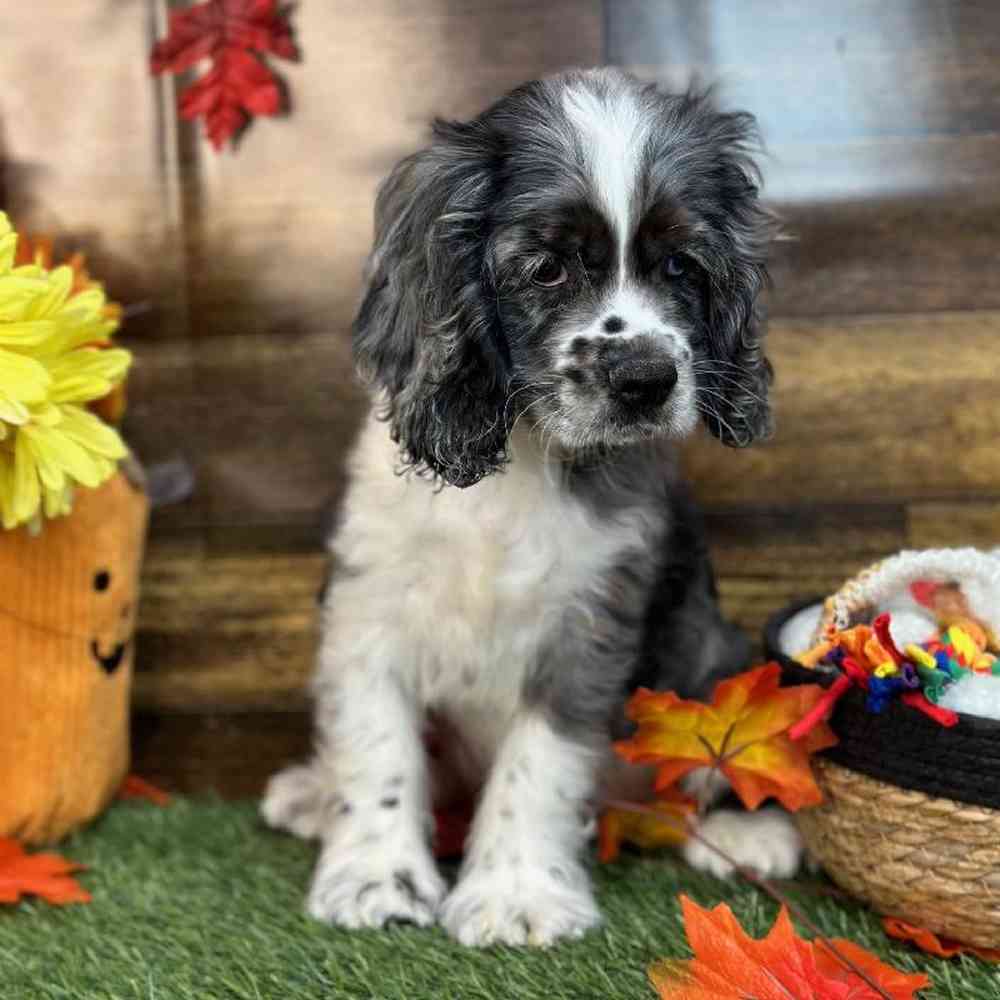 Male Cocker Spaniel Puppy for Sale in Saugus, MA