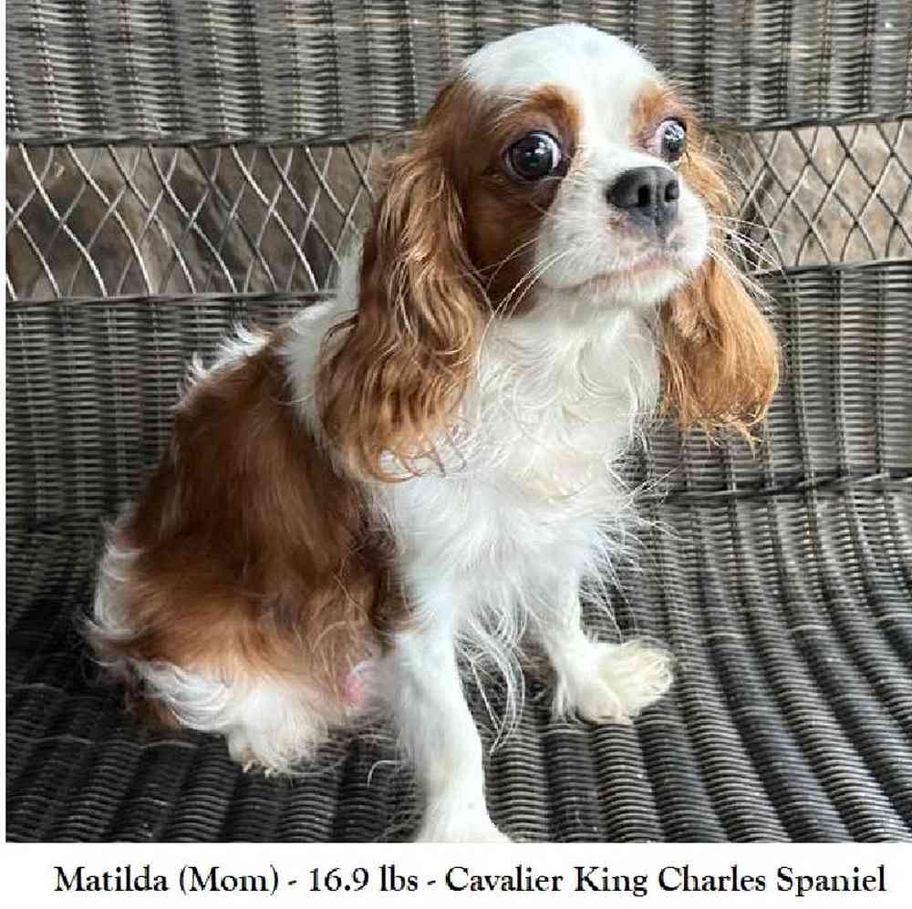 Female Cavalier King Charles Spaniel Puppy for Sale in Saugus, MA