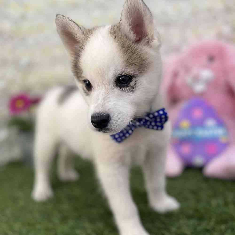 Male Alaskan Klee Kai Puppy for Sale in Braintree, MA