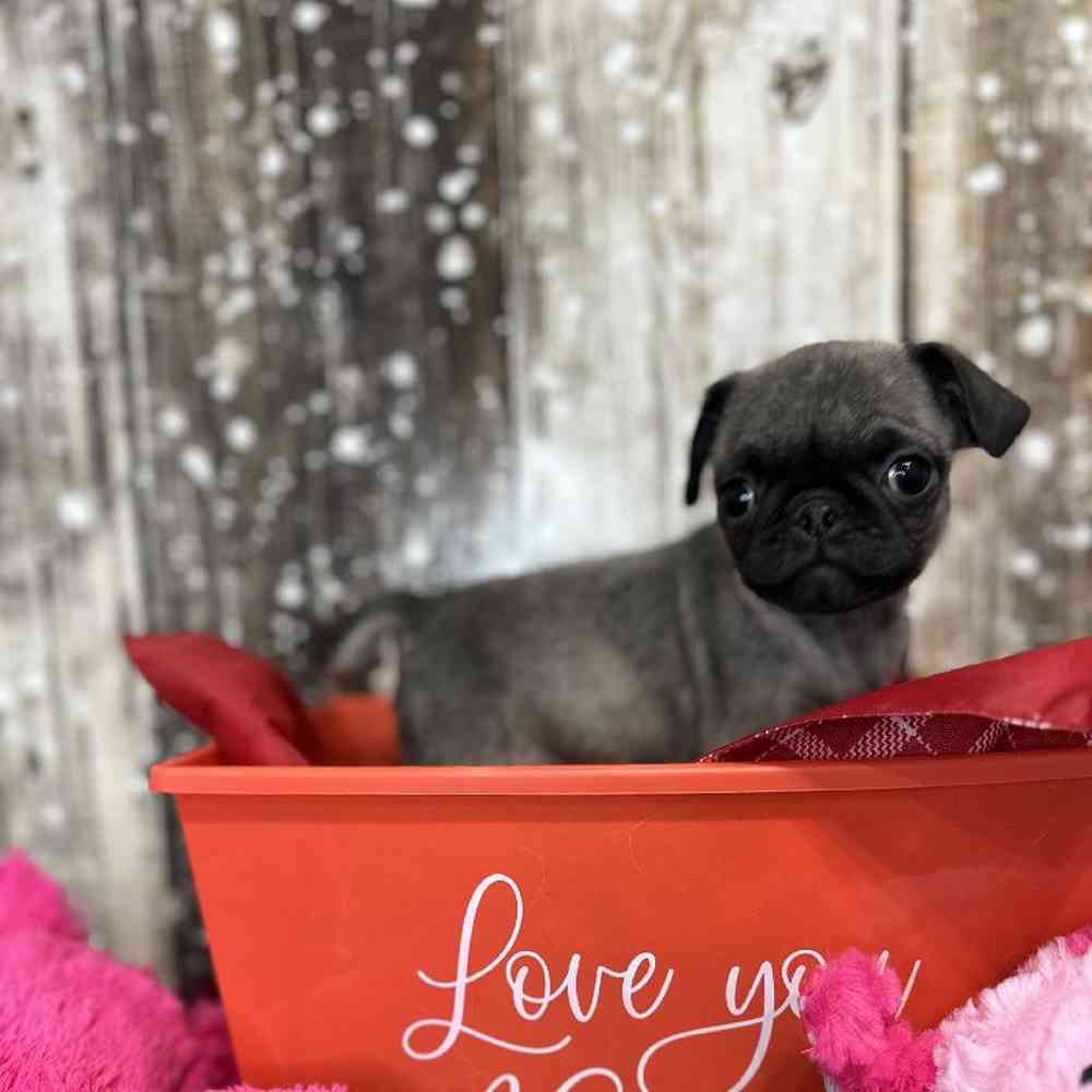 Female Pug Puppy for Sale in Saugus, MA