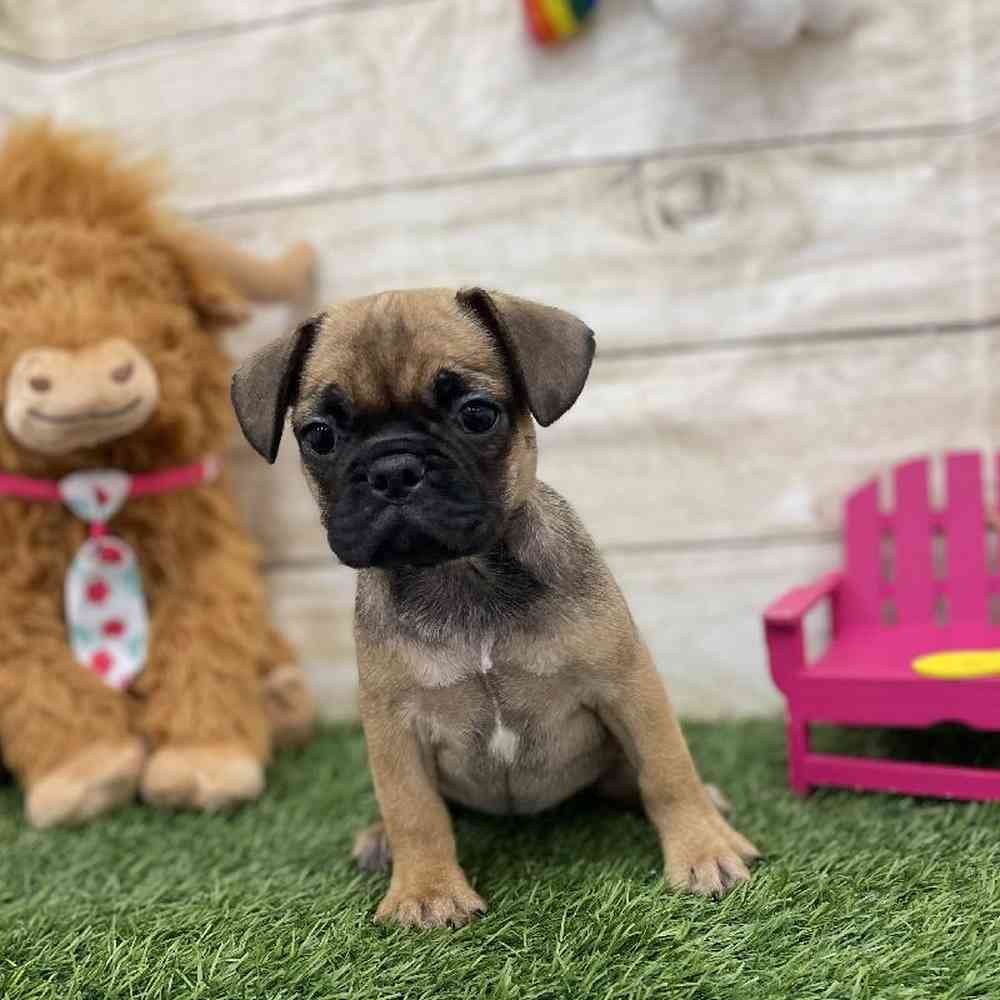 Female Frug Puppy for Sale in Braintree, MA