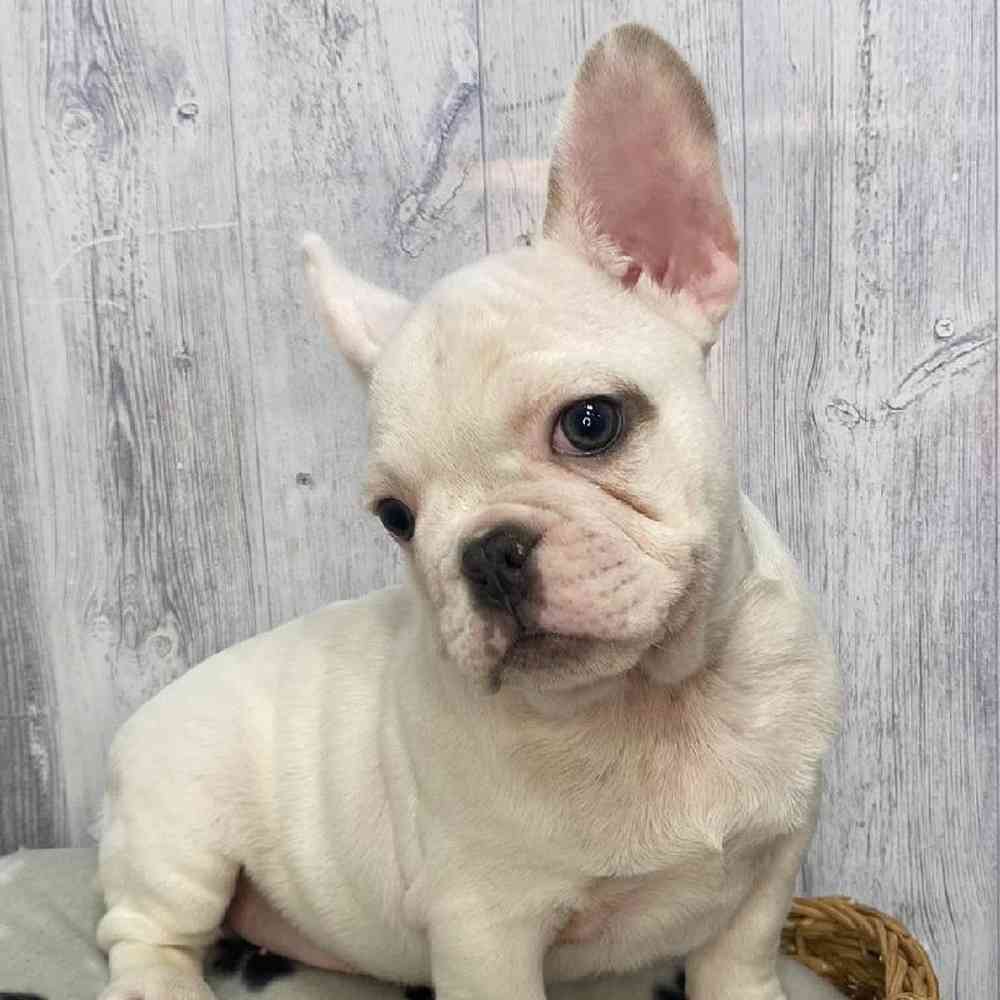 Male French Bulldog Puppy for Sale in Saugus, MA