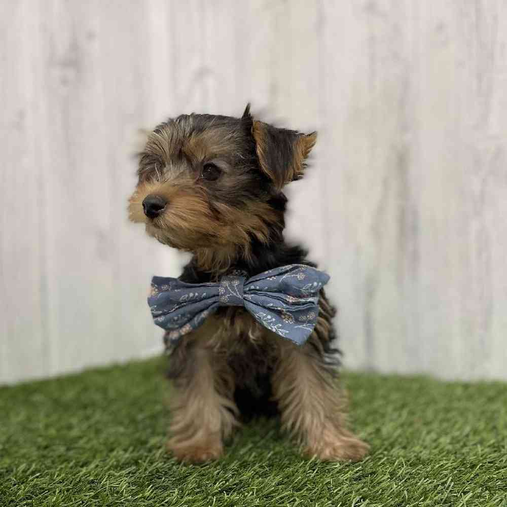 Male Yorkshire Terrier Puppy for Sale in Braintree, MA
