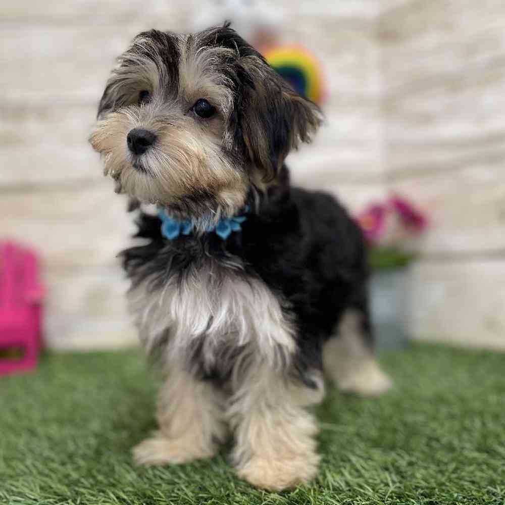 Female Morkie Puppy for Sale in Braintree, MA