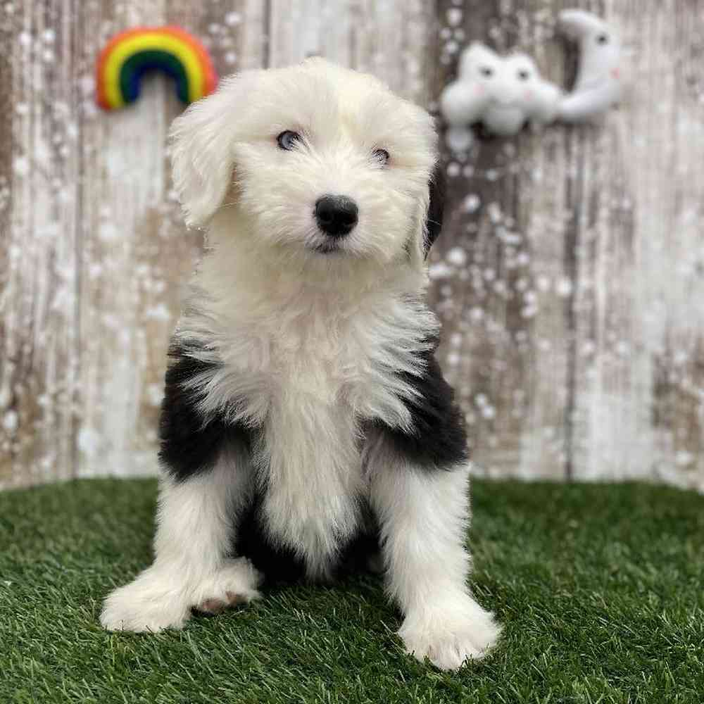 Female Old English Sheepdog Puppy for Sale in Braintree, MA