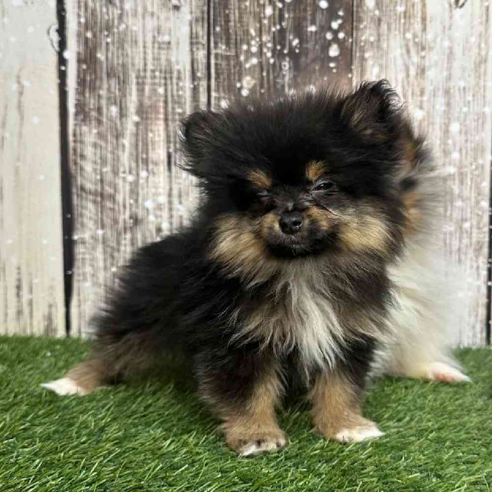 Male Pomeranian Puppy for Sale in Saugus, MA