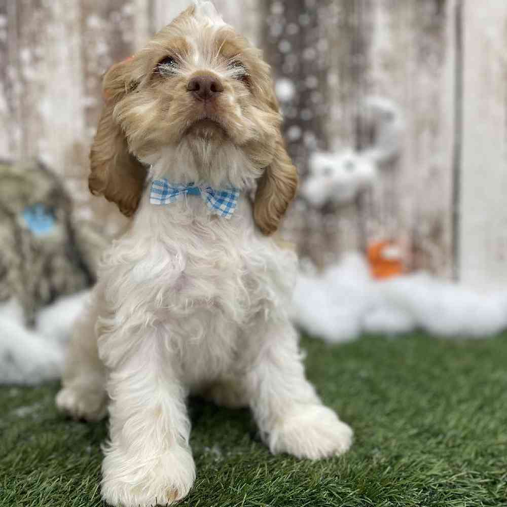 Cocker Spaniel For Sale Pet Express Braintree
