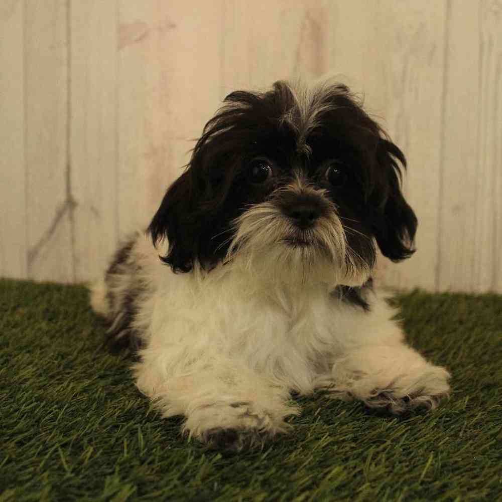 Female Shih-Poo Puppy for Sale in Saugus, MA