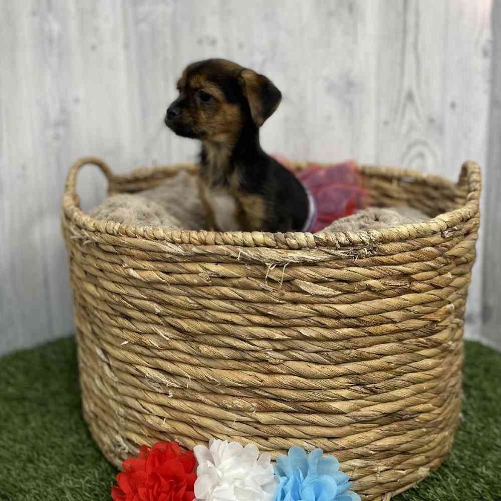 Female Yorkinese Puppy for sale