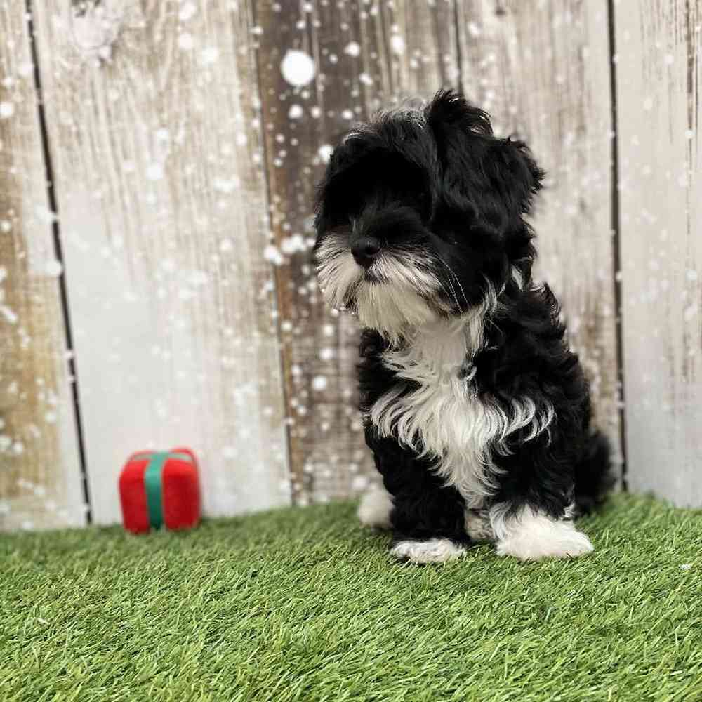 Male Havanese Puppy for Sale in Saugus, MA